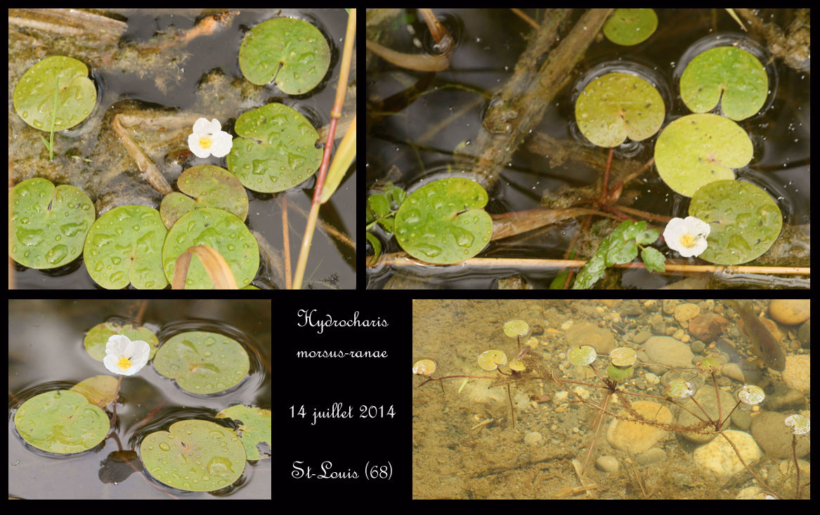 Hydrocharis morsusranae